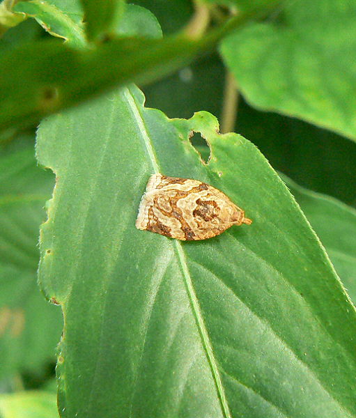 d0091754_4585590.jpg