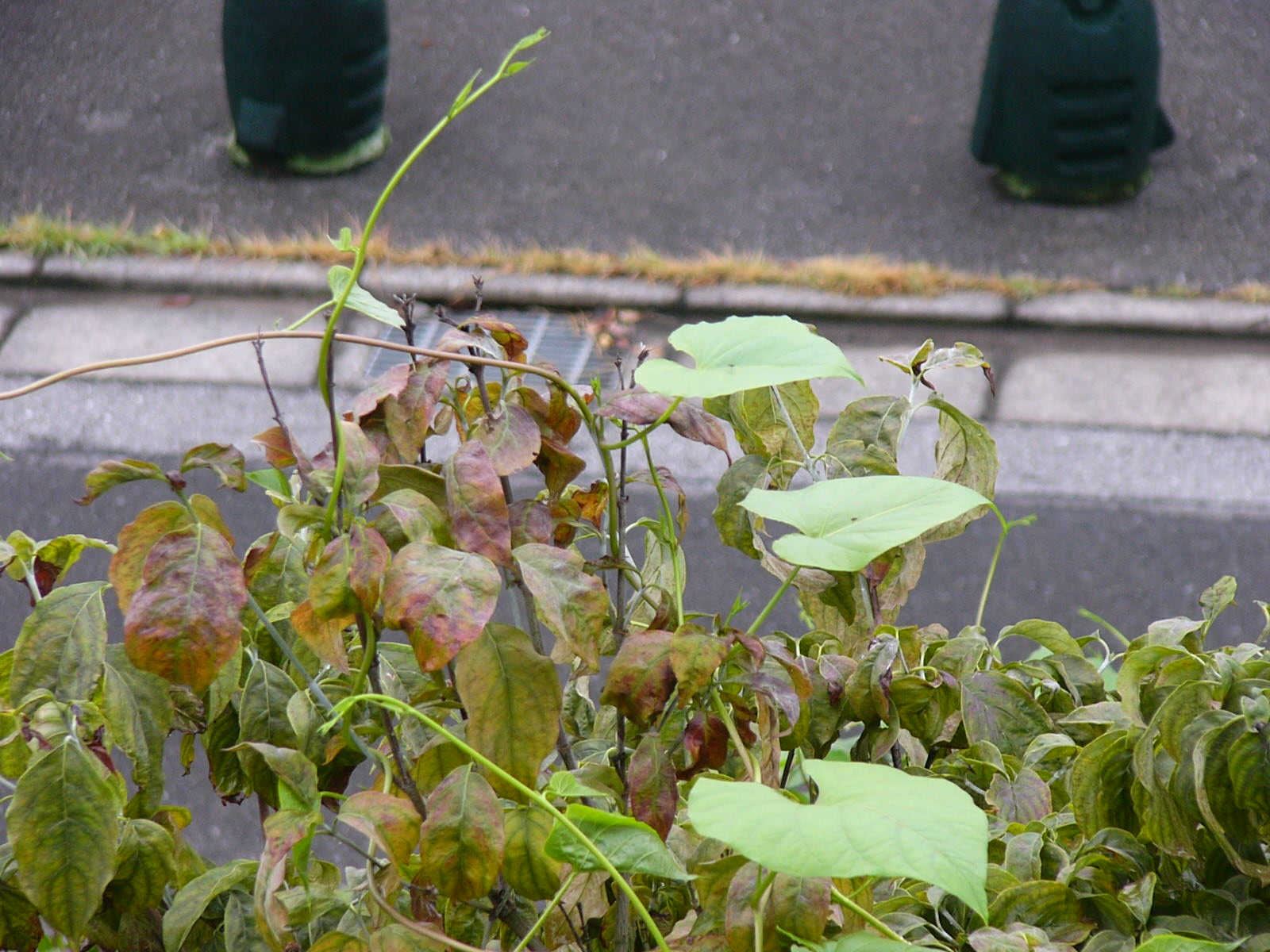 雑草でも可愛い。_f0175754_0483872.jpg