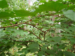 e0004756_21114863.jpg