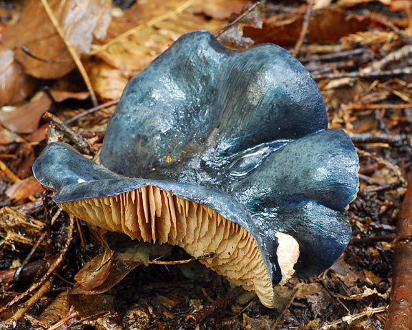 e0035757_2241047.jpg