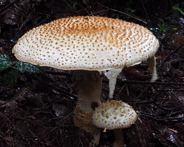 e0035757_2285649.jpg
