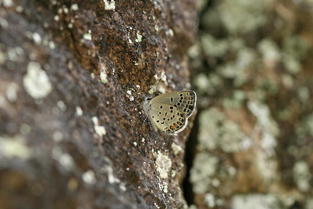 e0156157_16283668.jpg