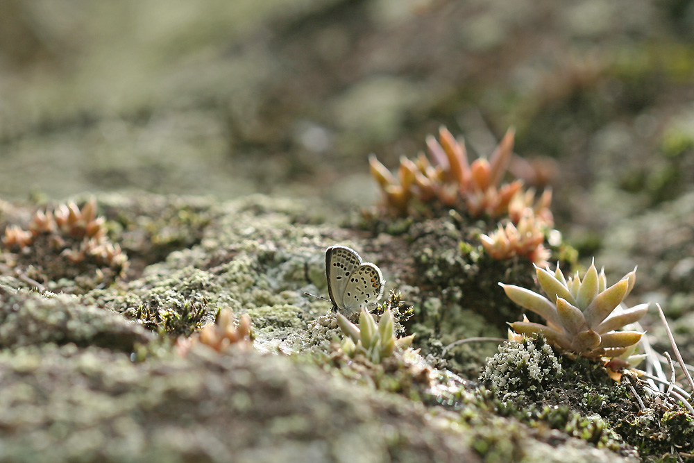 e0156157_16415834.jpg