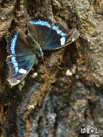 e0166059_7373250.jpg