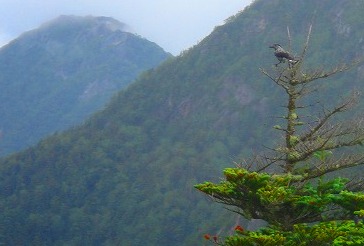 ＜2009年７月２５～２６日＞北アルプスの静謐秘峰「餓鬼岳」を行く_c0119160_16224230.jpg