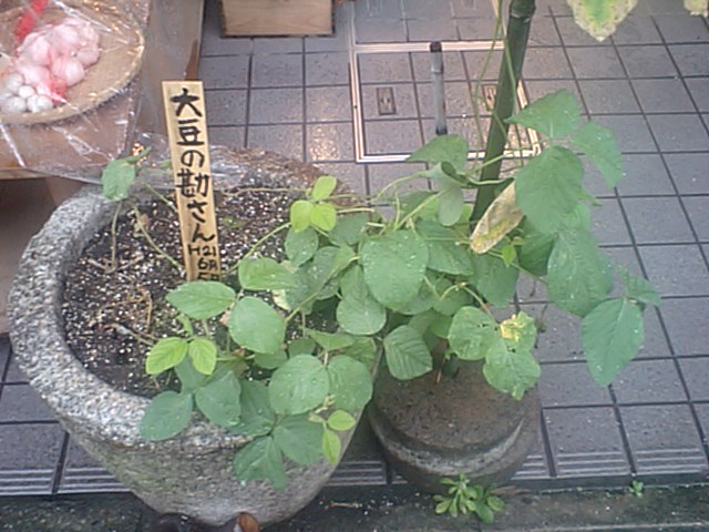 d0150060_1312323.jpg