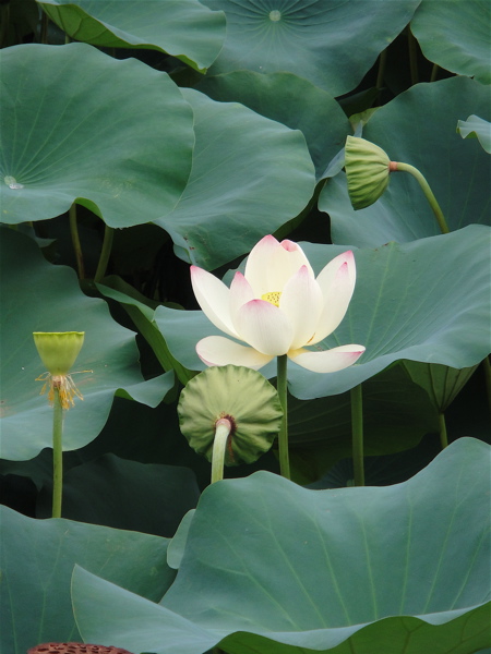 大阪　長居公園　植物園の蓮。_e0125762_0145171.jpg