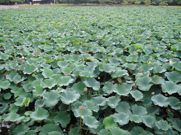 大阪　長居公園　植物園の蓮。_e0125762_020826.jpg