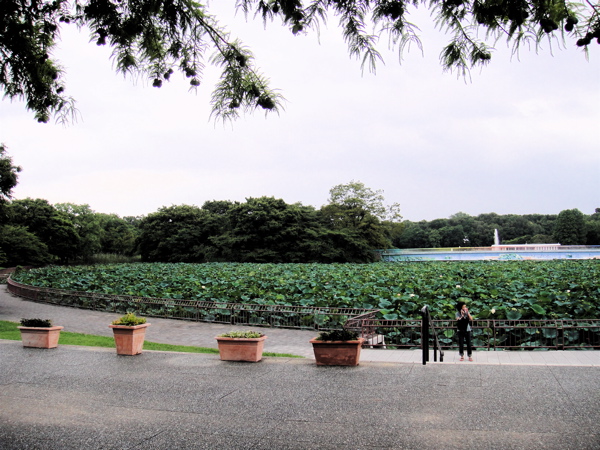 大阪　長居公園　植物園の蓮。_e0125762_0275836.jpg