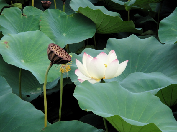 大阪　長居公園　植物園の蓮。_e0125762_0304927.jpg