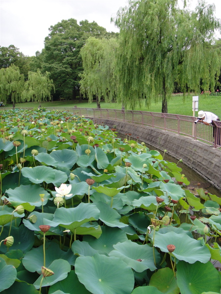 大阪　長居公園　植物園の蓮。_e0125762_032098.jpg