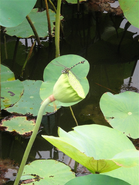 大阪　長居公園　植物園の蓮。_e0125762_0333555.jpg