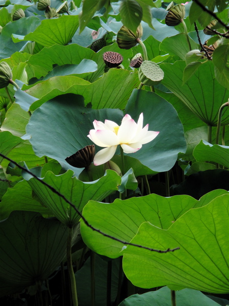 大阪　長居公園　植物園の蓮。_e0125762_0374342.jpg