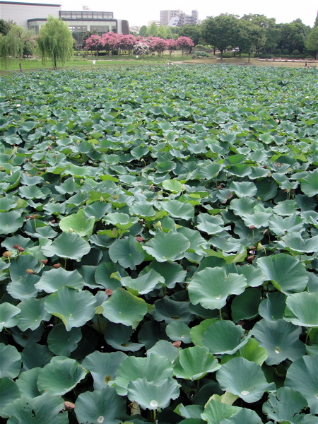 大阪　長居公園　植物園の蓮。_e0125762_0455673.jpg