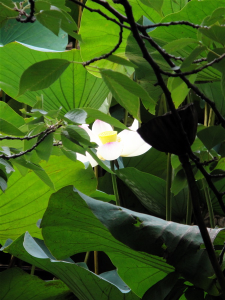 大阪　長居公園　植物園の蓮。_e0125762_0494564.jpg