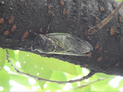 大阪　長居公園　植物園の蓮。_e0125762_052641.jpg