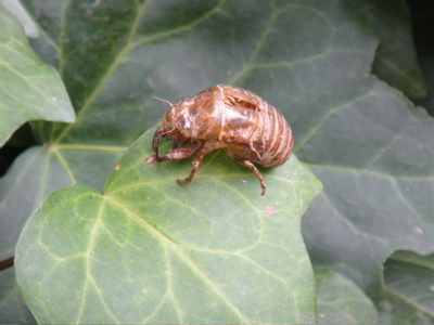 大阪　長居公園　植物園の蓮。_e0125762_0531981.jpg