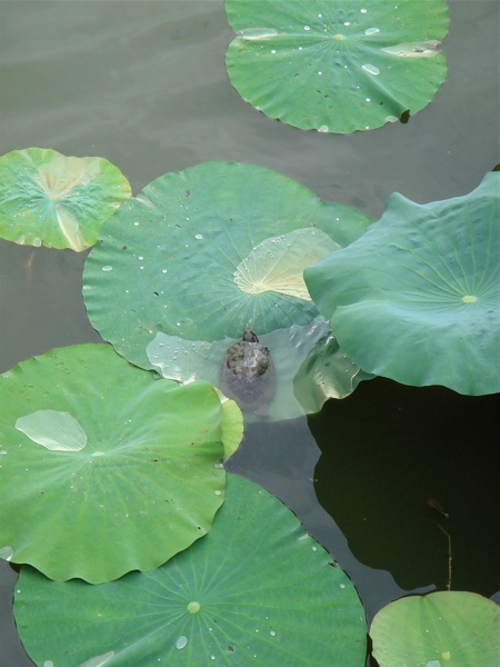 大阪　長居公園　植物園の蓮。_e0125762_113844.jpg