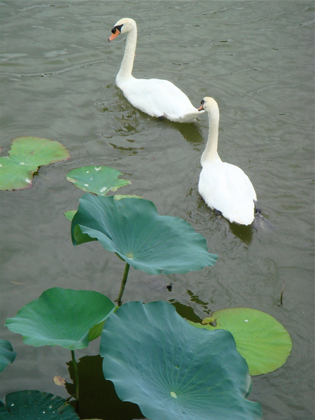 大阪　長居公園　植物園の蓮。_e0125762_1373222.jpg