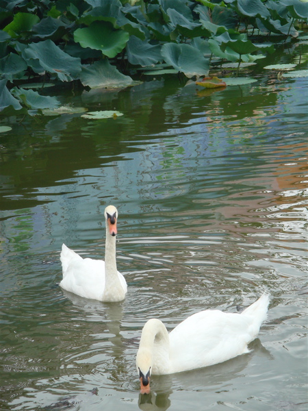 大阪　長居公園　植物園の蓮。_e0125762_1394017.jpg