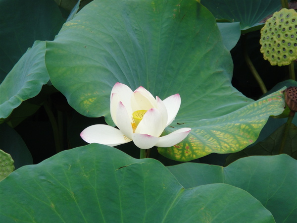 大阪　長居公園　植物園の蓮。_e0125762_14374.jpg