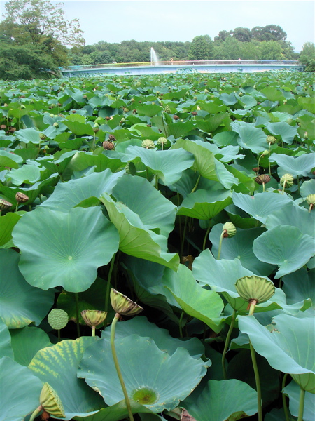 大阪　長居公園　植物園の蓮。_e0125762_1452775.jpg