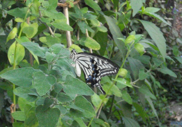 f0165677_2015771.jpg