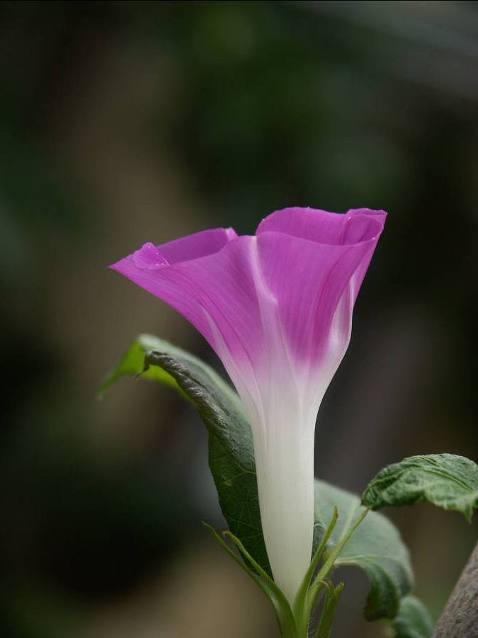 私の好きな朝顔の花_b0163381_1152769.jpg