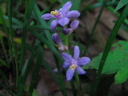 ヤブラン ヒメヤブラン ジャノヒゲ More タマムシ コガネムシ３種 花と葉っぱ