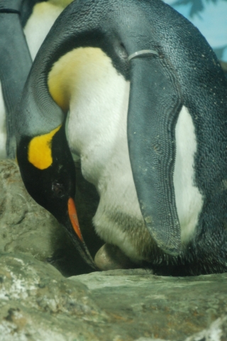 シャチ以外の生き物_f0165888_19264367.jpg