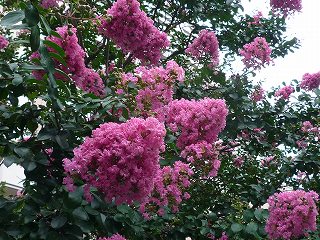 b0079995_16145027.jpg