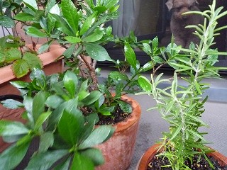 b0079995_1615165.jpg