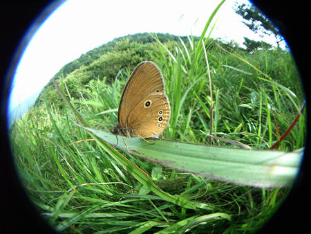 信州のヒメヒカゲ（２００９年８月４日）_c0049095_16501766.jpg