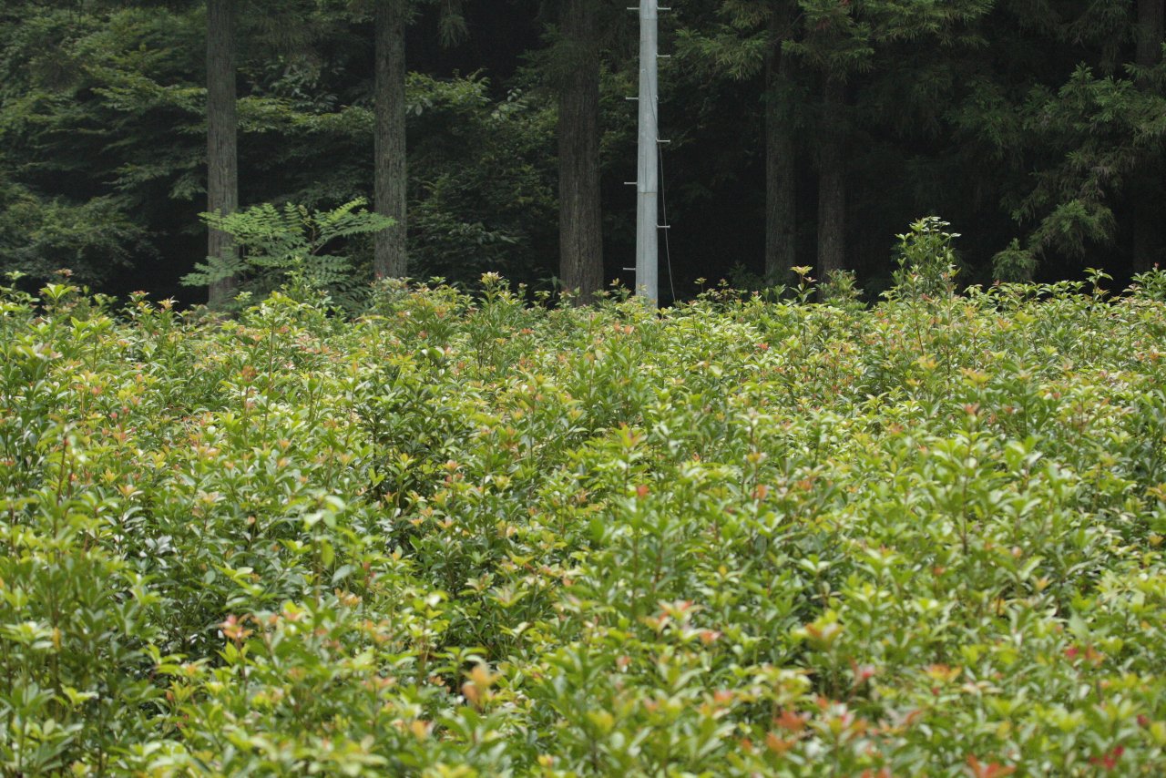 【浜松へ帰省（６日目）：くんま水車の里の植物と風景】_e0167295_21492264.jpg