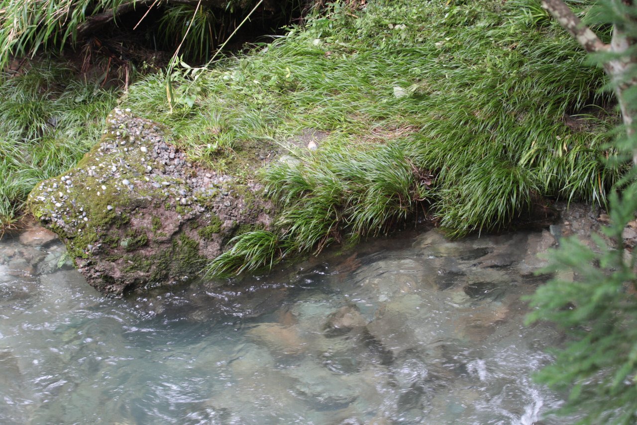 【浜松へ帰省（６日目）：くんま水車の里の植物と風景】_e0167295_21493032.jpg