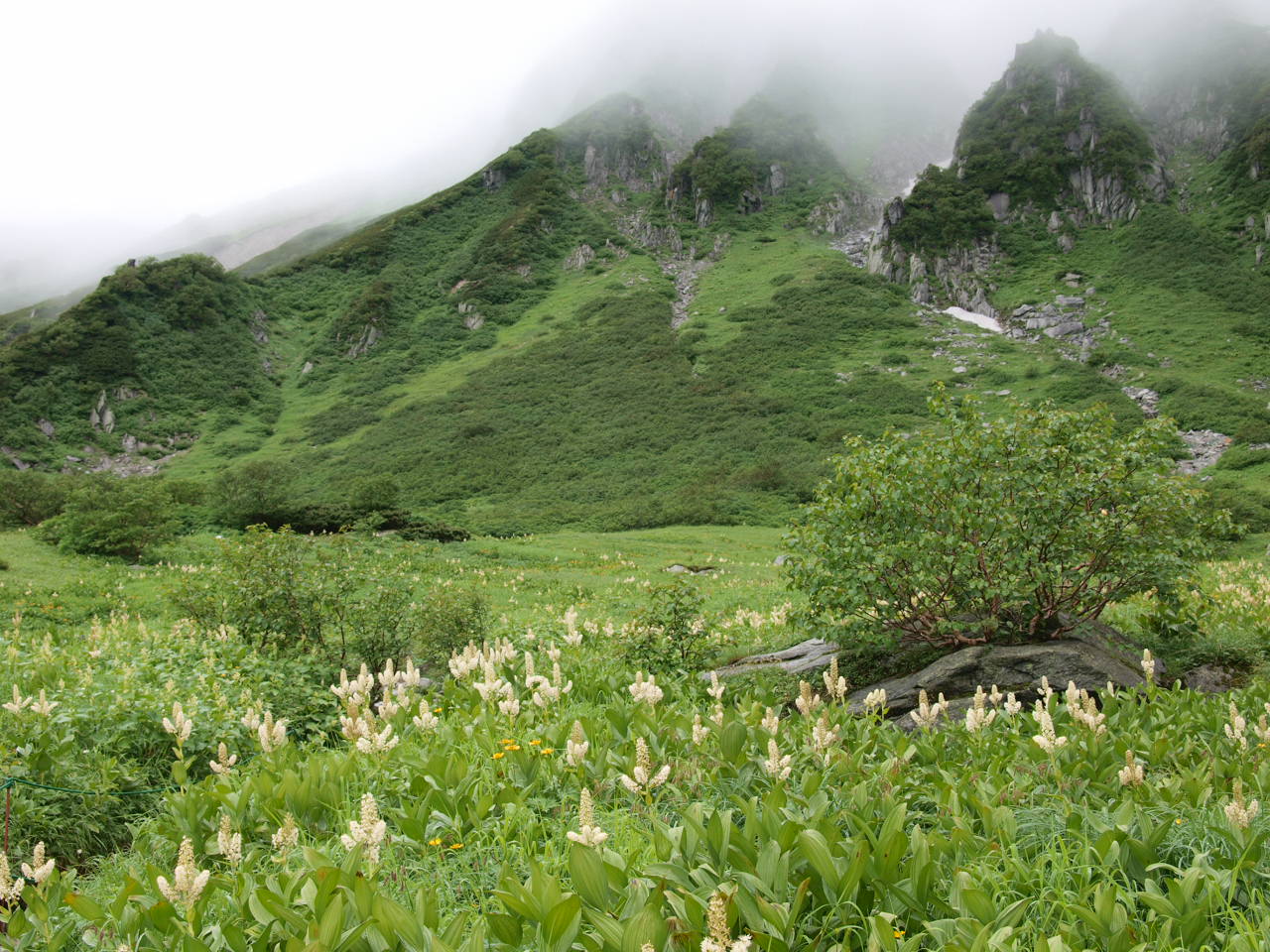 駒ケ岳千畳敷の花_d0020300_0431071.jpg