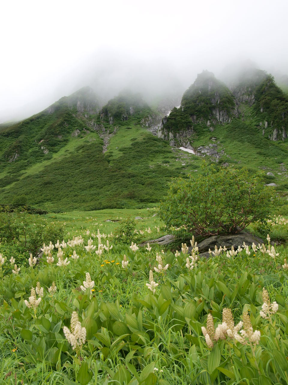 駒ケ岳千畳敷の花_d0020300_0431948.jpg