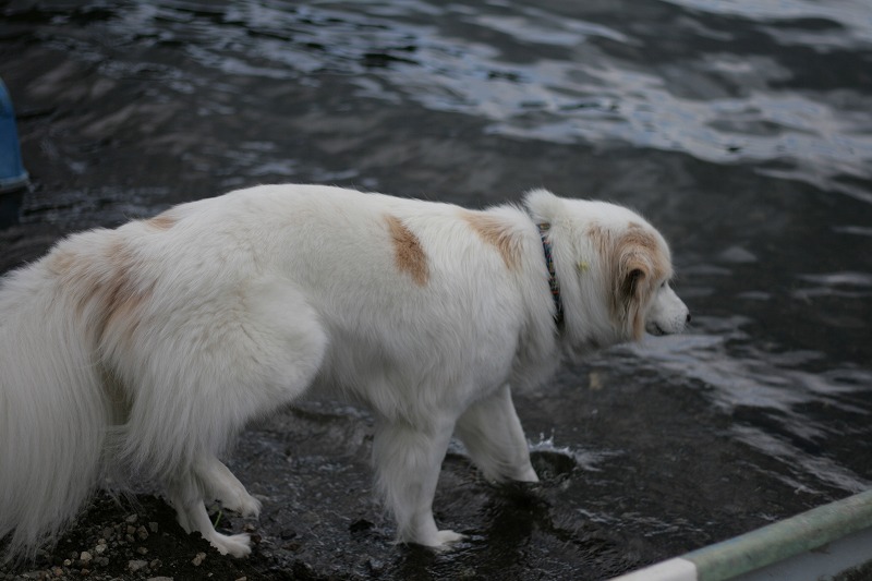 河口湖＆西湖＆ルアーコーシング　１日目　/　Fuji Lakes & Lure Coursing　Day 1_a0032004_19462069.jpg