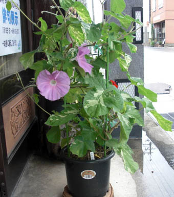 b0062607_155166.jpg