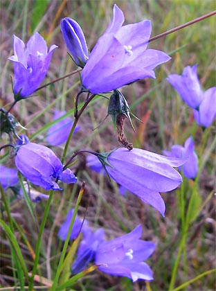 ノルウエーの島 第七回 草花_d0062721_631155.jpg