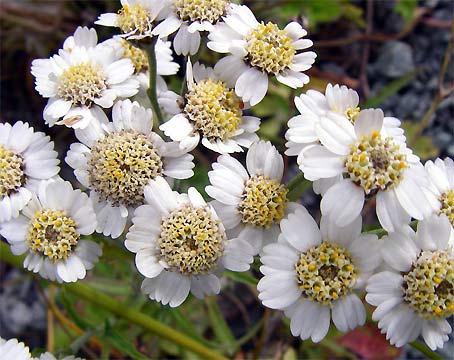 ノルウエーの島 第七回 草花_d0062721_6313747.jpg