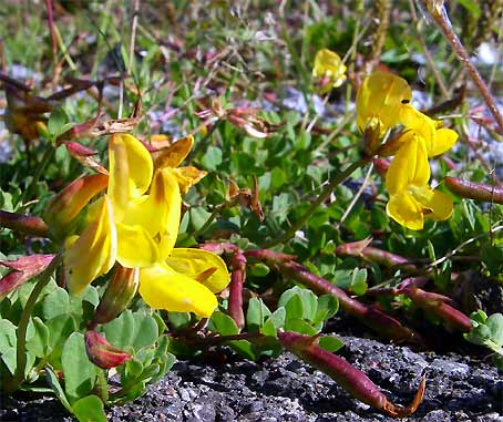 ノルウエーの島 第七回 草花_d0062721_6322372.jpg