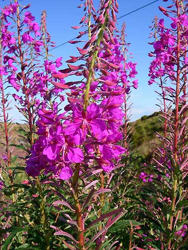 ノルウエーの島 第七回 草花_d0062721_632416.jpg