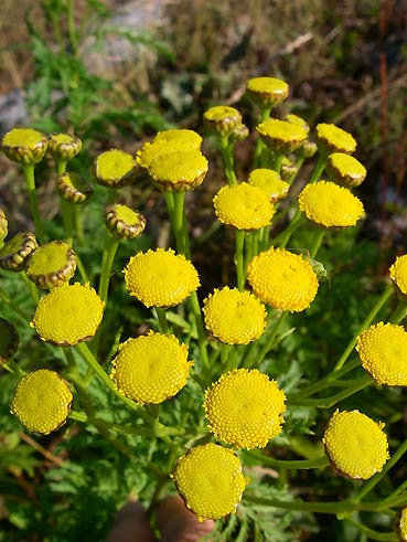 ノルウエーの島 第七回 草花_d0062721_6324445.jpg