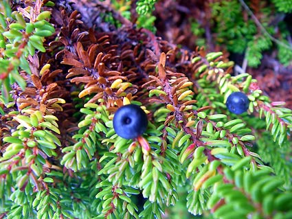 ノルウエーの島 第七回 草花_d0062721_6332266.jpg