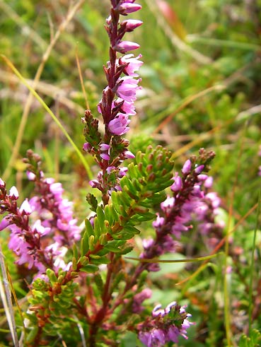 ノルウエーの島 第七回 草花_d0062721_6334167.jpg