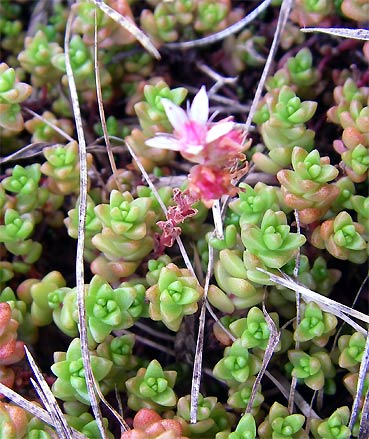 ノルウエーの島 第七回 草花_d0062721_63382.jpg