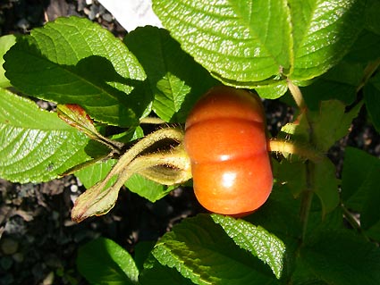 ノルウエーの島 第七回 草花_d0062721_6341924.jpg