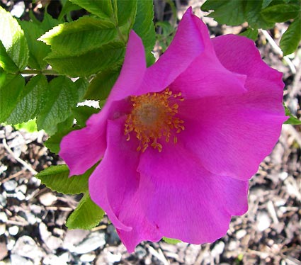 ノルウエーの島 第七回 草花_d0062721_634512.jpg
