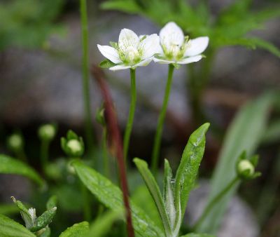 千畳敷カールで出会った植物　その③_c0104227_0233090.jpg